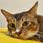 草根貓 Grassroots Cat 