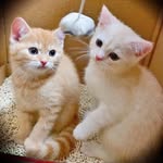 花生🐾奶黃 